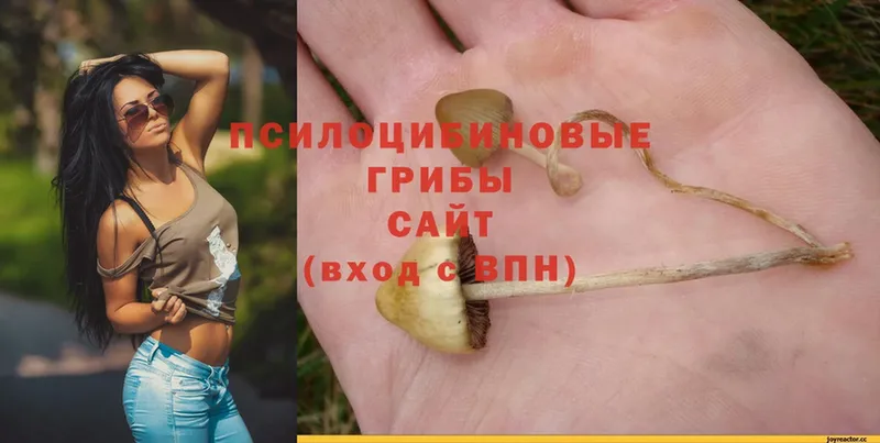 Псилоцибиновые грибы Psilocybe  Костомукша 